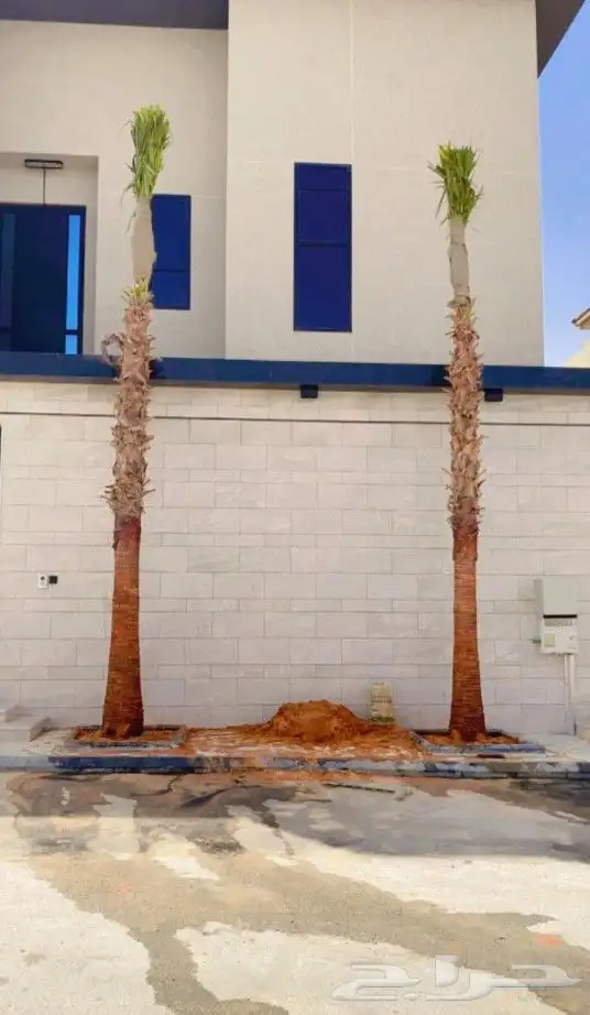 يوجد لدينا نخل واشنطني زينه امريكي بكل المقاسات وبسعار مناسب 3