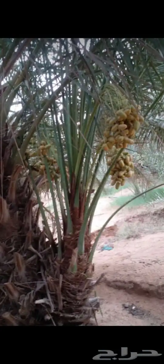 السلام عليكم ورحمه الله وبركاته عندنا نخل طيب متواجد في مكه 6
