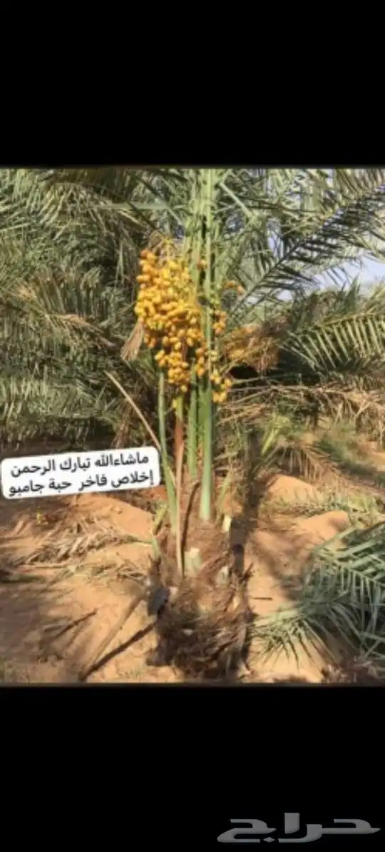 السلام عليكم ورحمه الله وبركاته عندنا نخل طيب متواجد في مكه 5