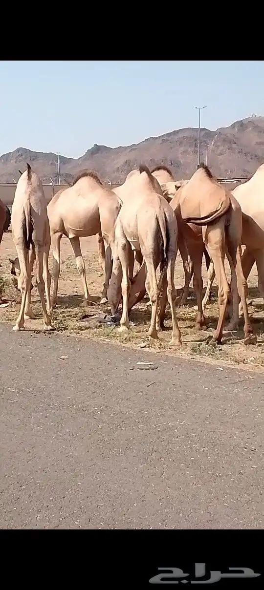 قعدان كفو مبادي او منسبات للبيع رقم اتواصل 1