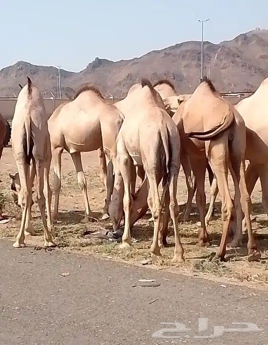 قعدان كفو مبادي او منسبات للبيع رقم اتواصل 0
