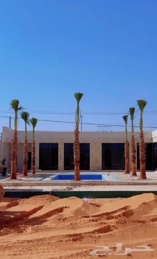 يوجد لدينا نخل واشنطني زينه امريكي بكل المقاسات وبسعار مناسب 2