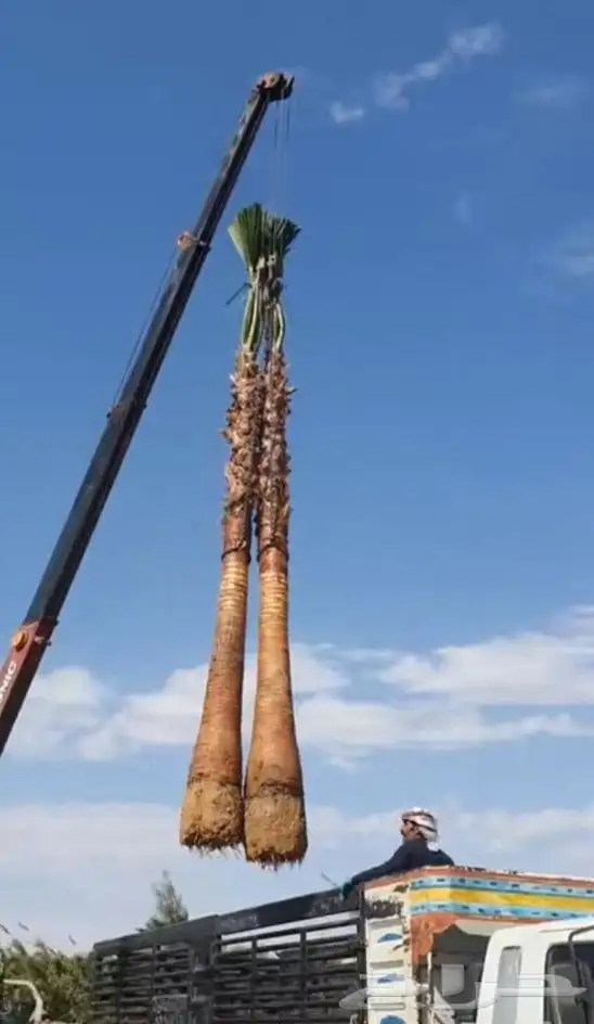 يوجد لدينا نخل واشنطني زينه امريكي بكل المقاسات وبسعار مناسب 8