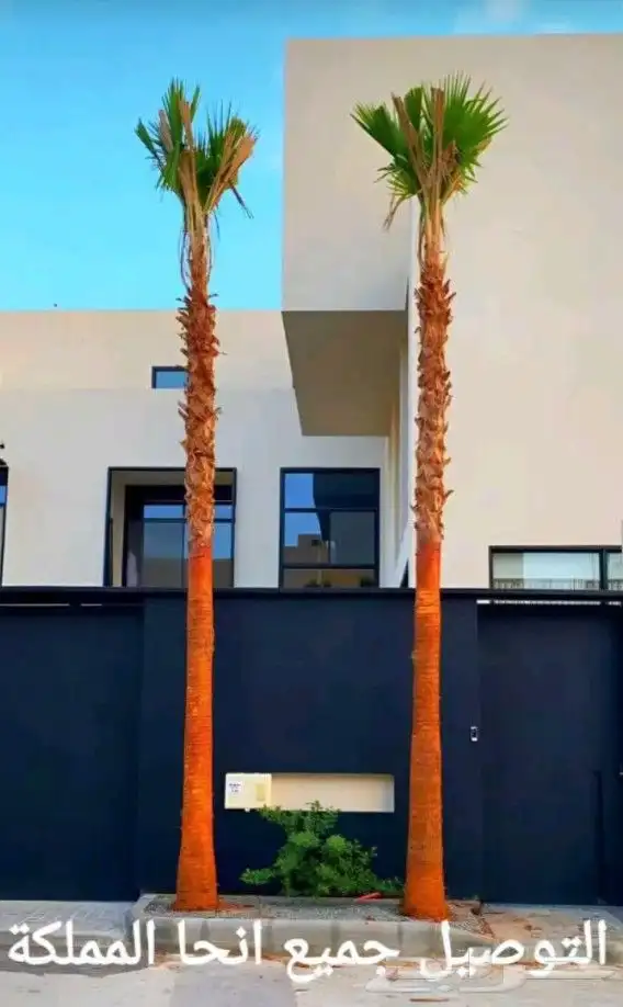 يوجد لدينا نخل واشنطني زينه امريكي بكل المقاسات وبسعار مناسب 6