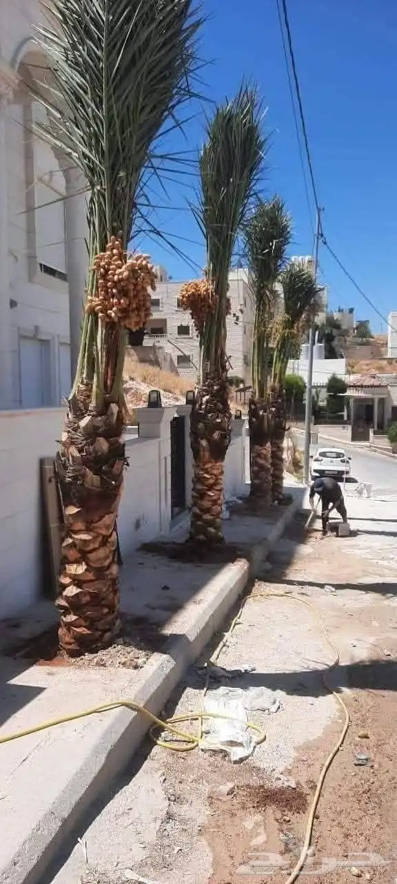 يتوفر لدينا النخل العربي والواشنطني للبيع 9