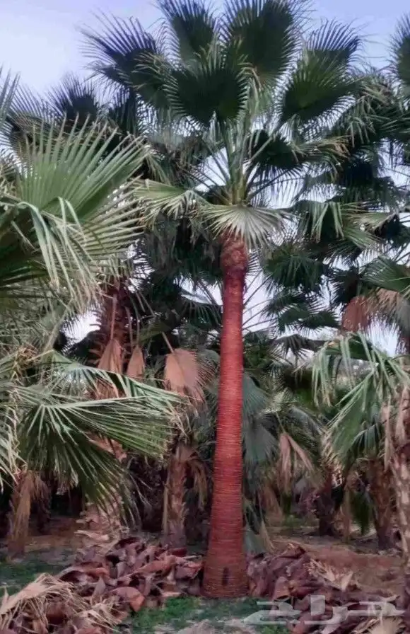 يوجد لدينا نخل واشنطني زينه امريكي بكل المقاسات وبسعار مناسب 9