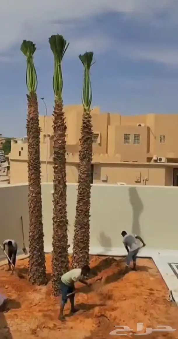 يوجد لدينا جميع انواع النخيل المثمره وجميع المقاسات المختلفة 8