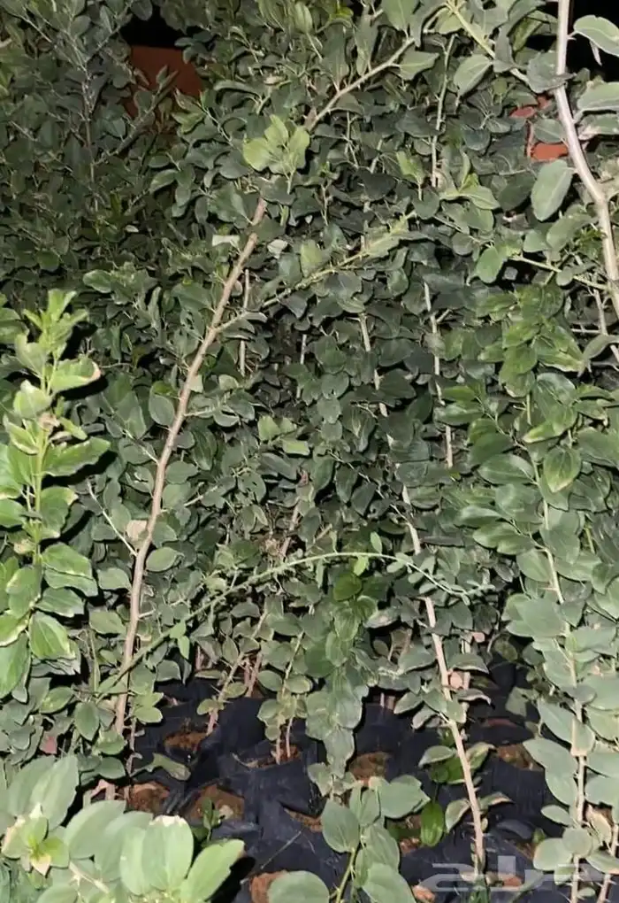 سدر بلدي 1