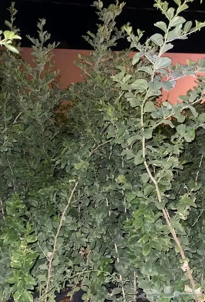 سدر بلدي 0