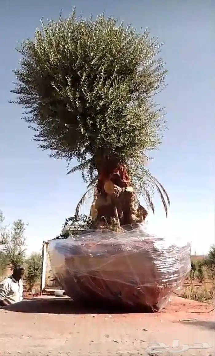 شجر زيتون معمر قزم اسباني شجر نخل عربي ترمنليا واشنطونيا 6