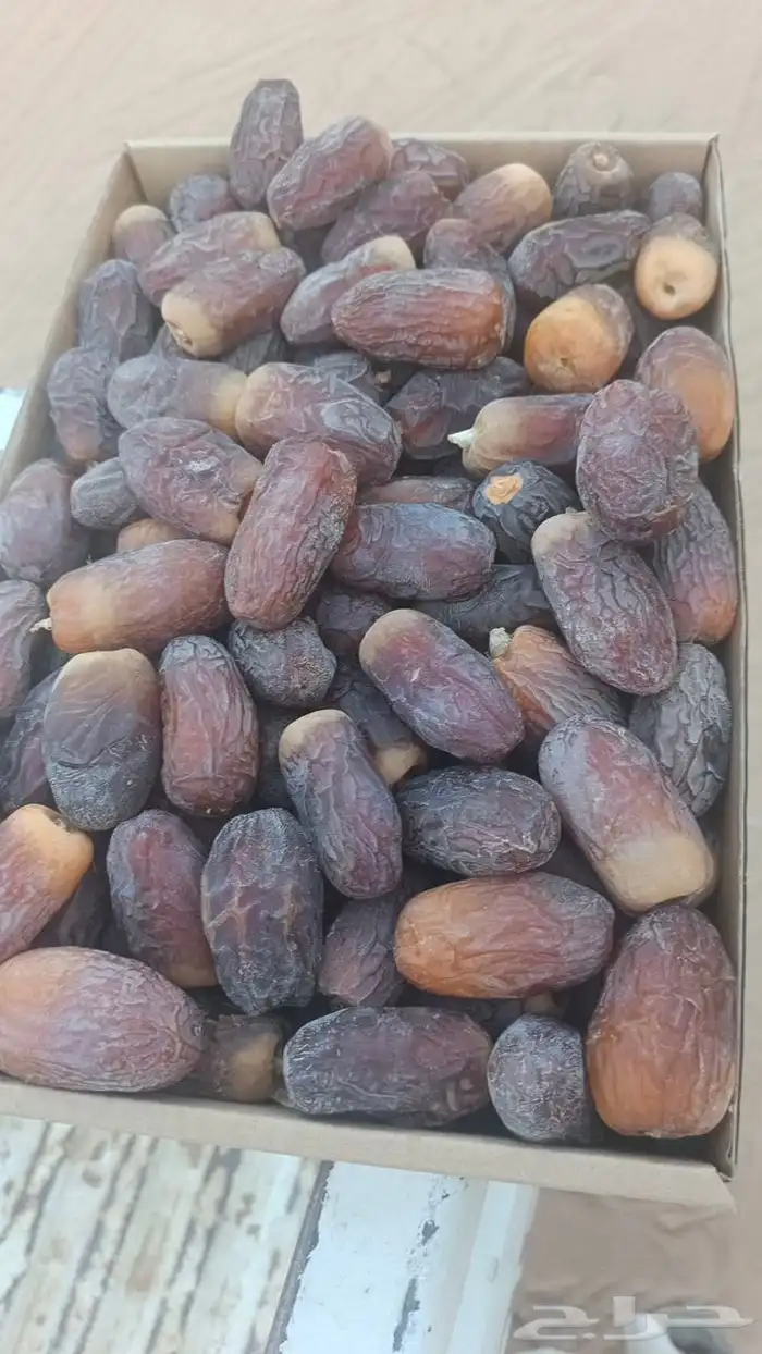 نخل نوايع نوادر 5
