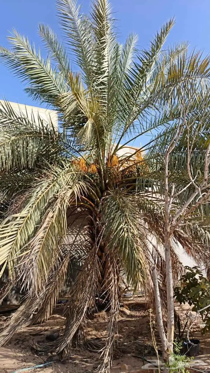 نقوم بقلع وغرس النخيل وتوريد وتركيب 5