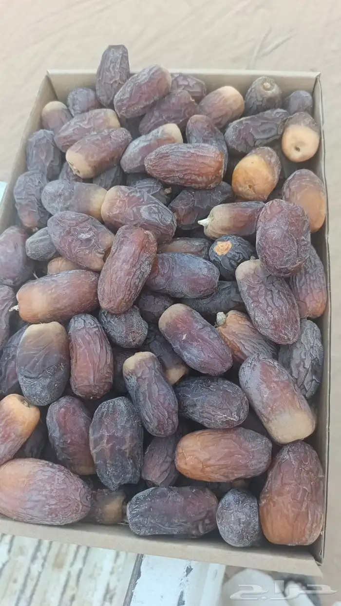 نخل نوايع نوادر 4