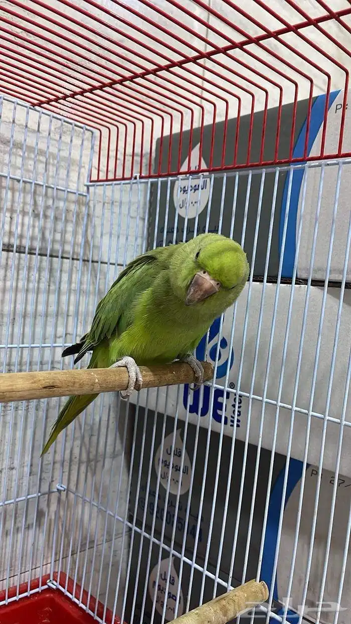 دره 2