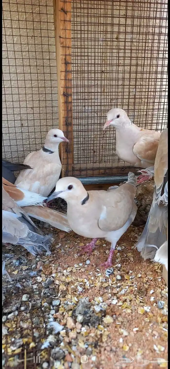 للبيع ازواج قمري هولندي 2