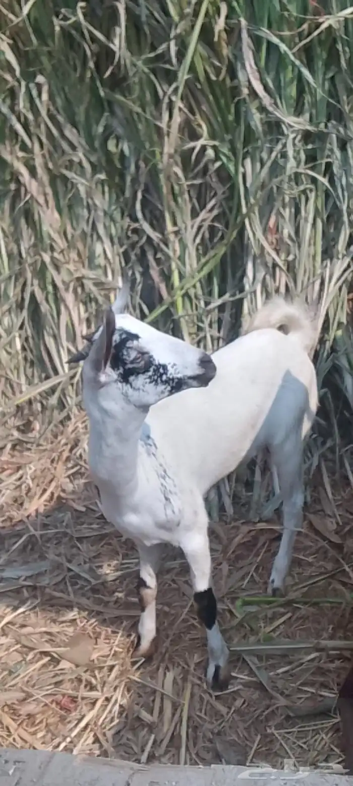 اثنين فران وتيس وشاه 2