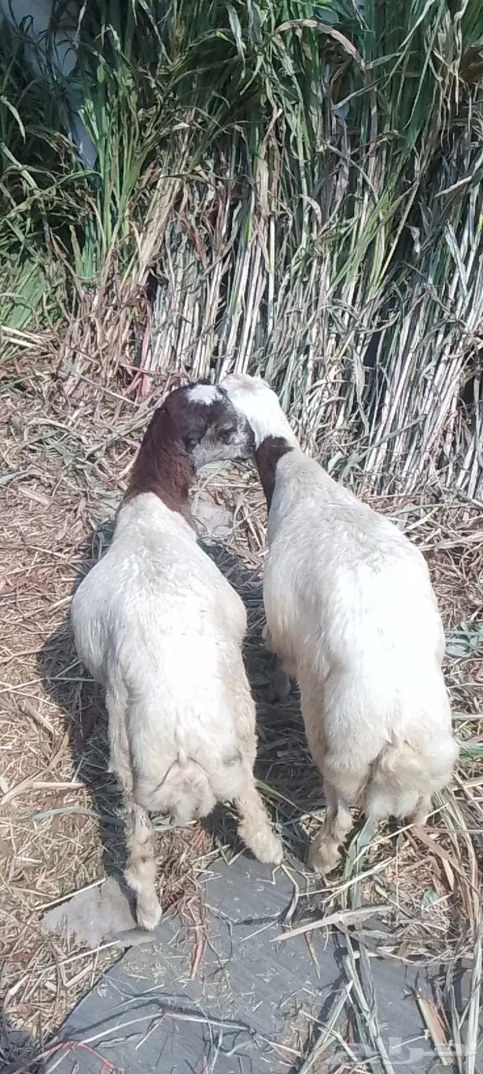 اثنين فران وتيس وشاه 0