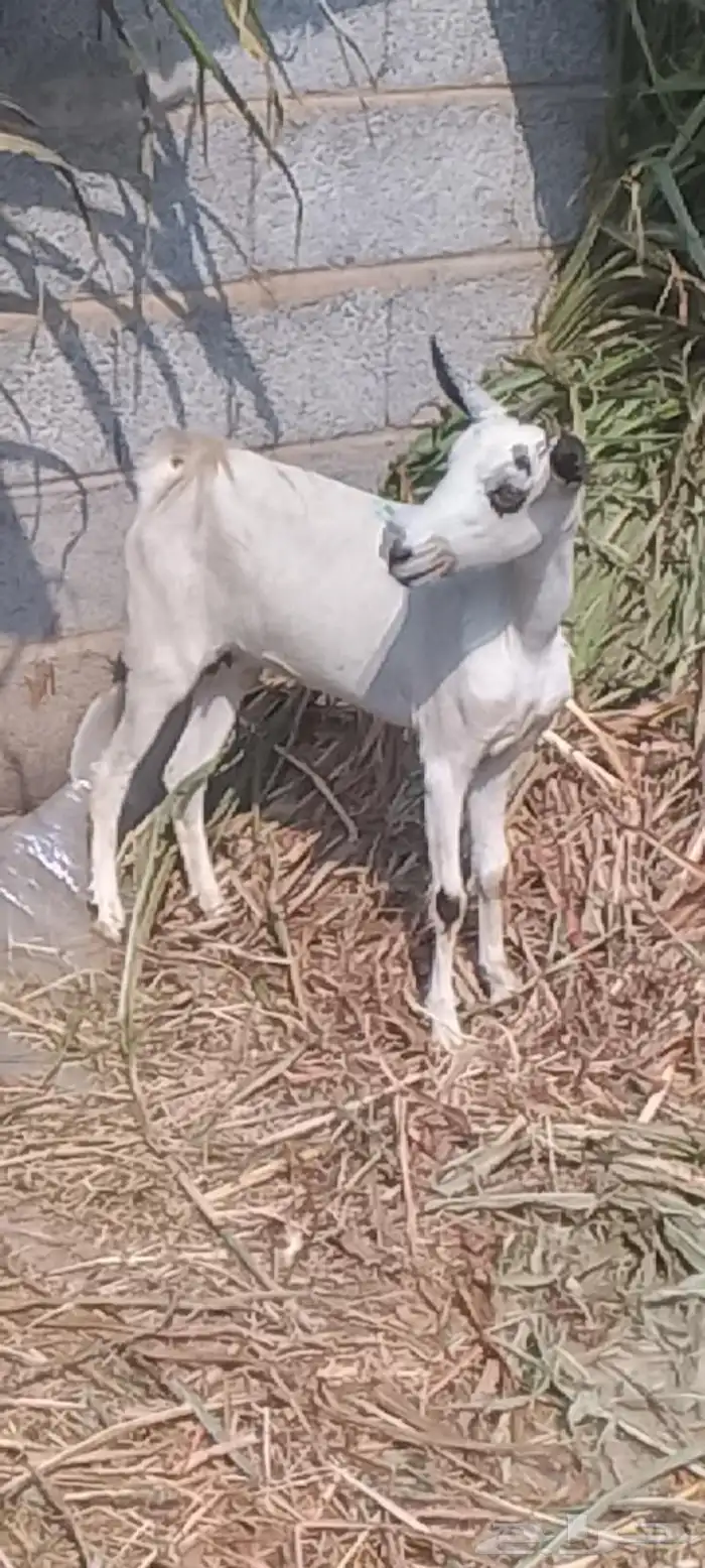 اثنين فران وتيس وشاه 5