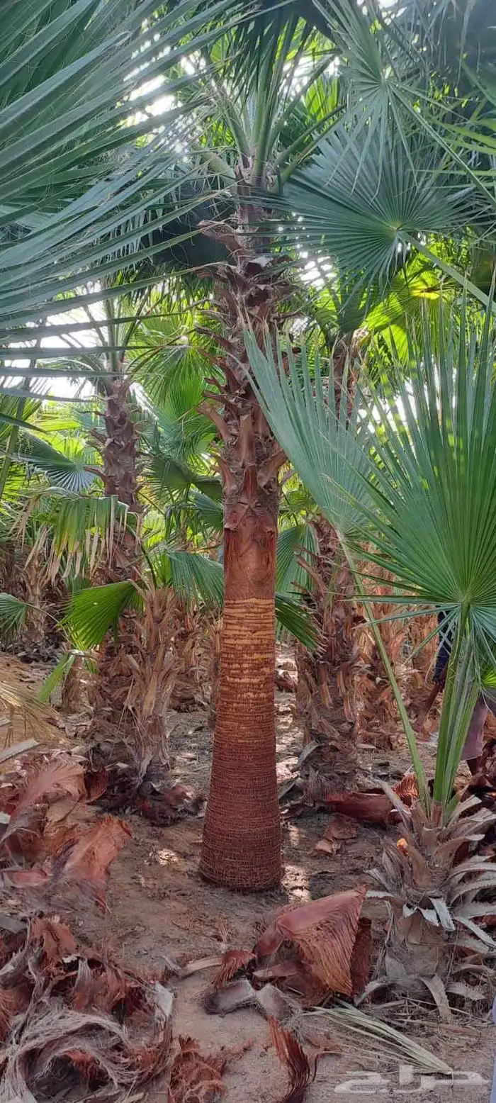 نخل واشنطن زينه 4