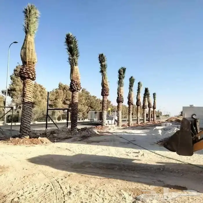 يتوفر لدينا النخل العربي والواشنطني للبيع 8