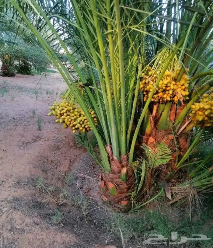 نقوم بقلع وغرس النخيل وتوريد وتركيب 1