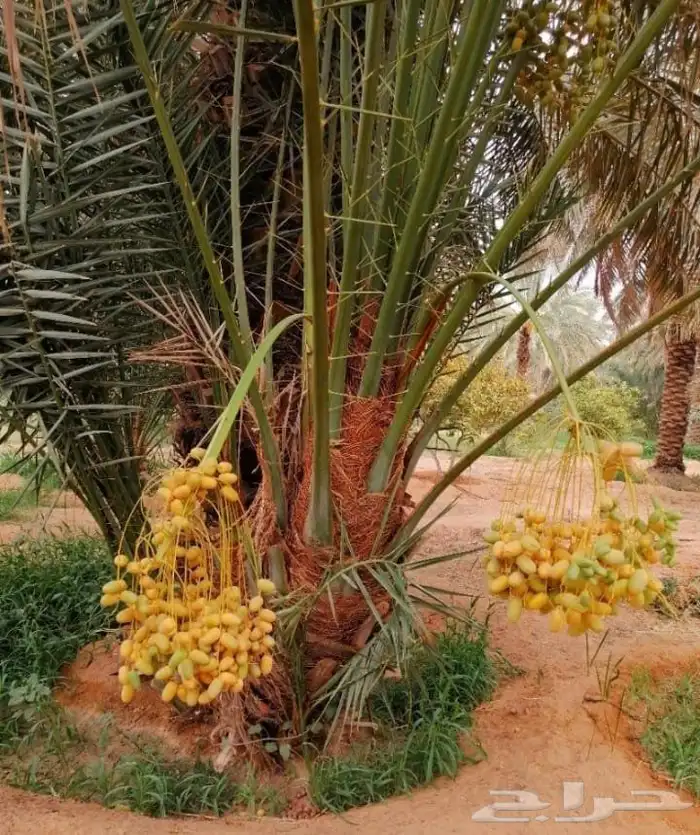 نقوم بقلع وغرس النخيل وتوريد وتركيب 4