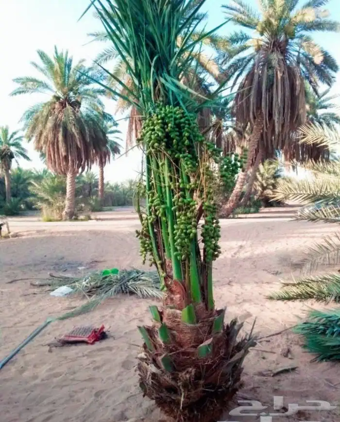 نقوم بقلع وغرس النخيل وتوريد وتركيب 0