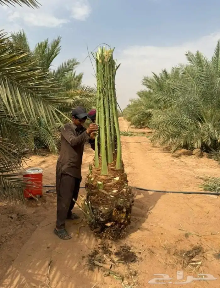 نخيل للبيع عربي وزينه بجميع أنواعه ومقاساته المختلفه 9