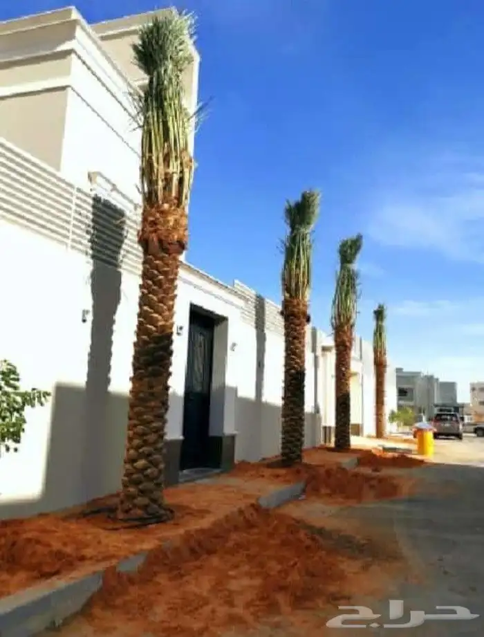 شجر زيتون معمر قزم اسباني شجر نخل عربي ترمنليا واشنطونيا 5