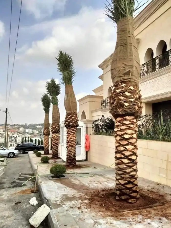 يتوفر لدينا النخل العربي والواشنطني للبيع 4