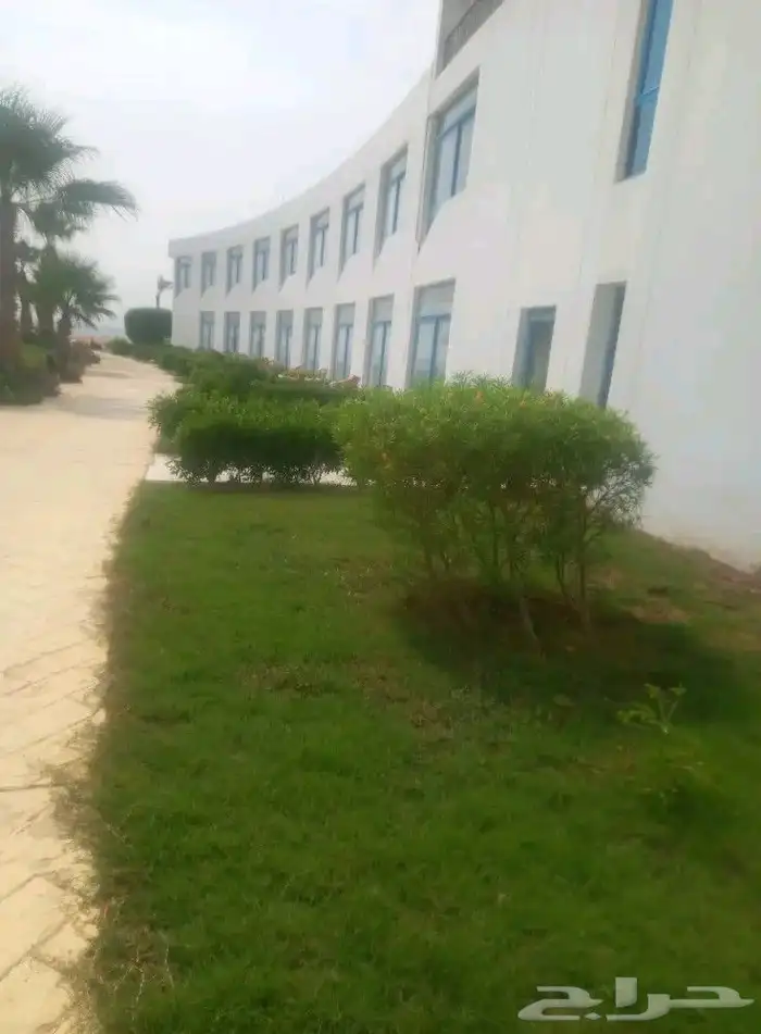 زرع طبيعي واشجار تخفيضات بمناسبة اليوم الوطني 5