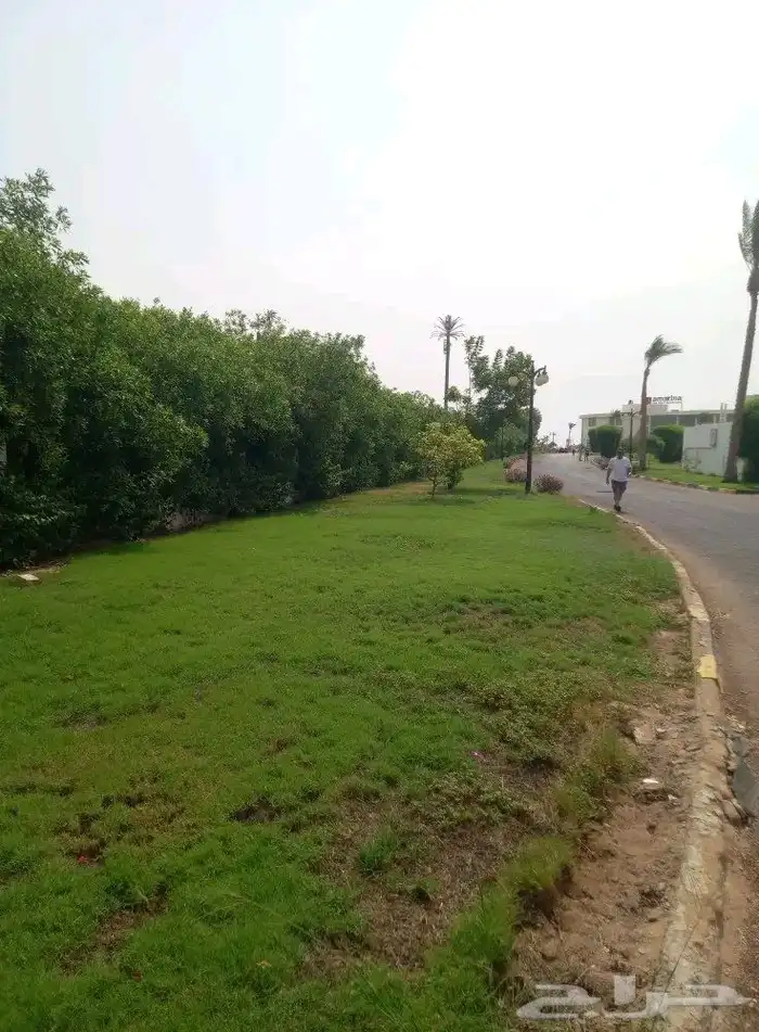 زرع طبيعي واشجار تخفيضات بمناسبة اليوم الوطني 3