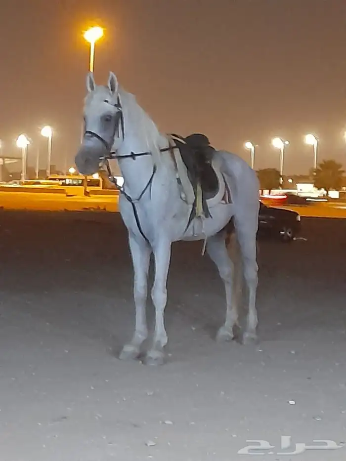 خيول وجمال وحنطور وسياسي ودبابات للايجار 4