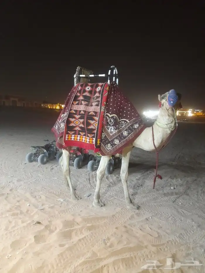 خيول وجمال وحنطور وسياسي ودبابات للايجار 9