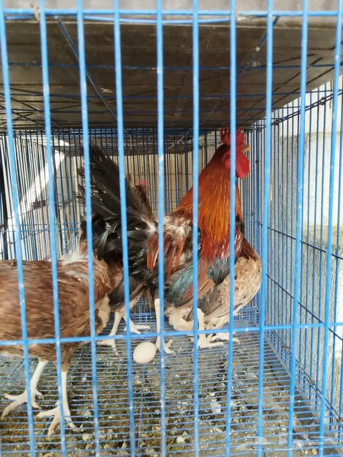 دجاج ترثه دم اصيل 8