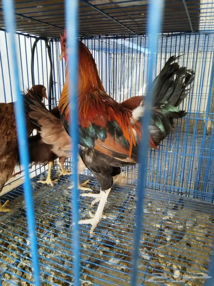 دجاج ترثه دم اصيل 4