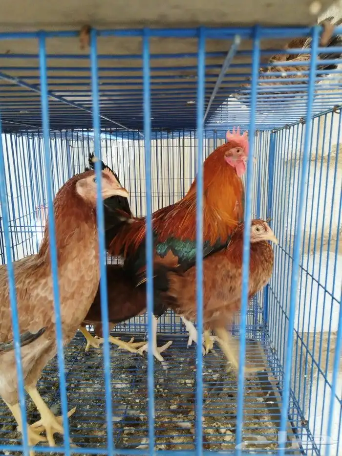 دجاج ترثه دم اصيل 9