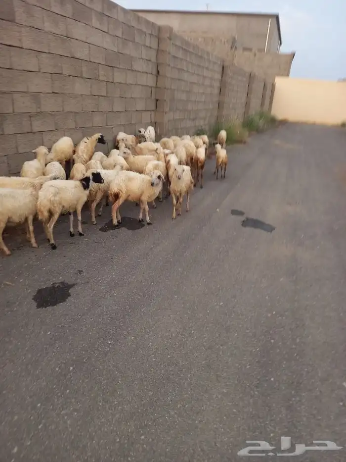 رخال وخرفان العدد 39 0