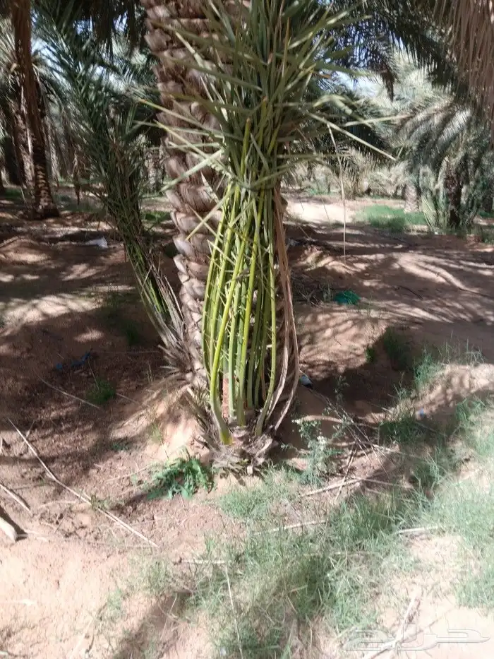 مرت شقراء المزاحمية الغاط الزلفي 2