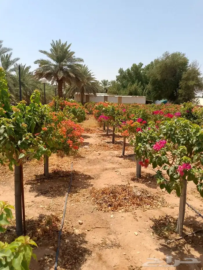 جهنمية أشجار شجر جهنمية نخل واشنطني نخيل عربي مثمر 2