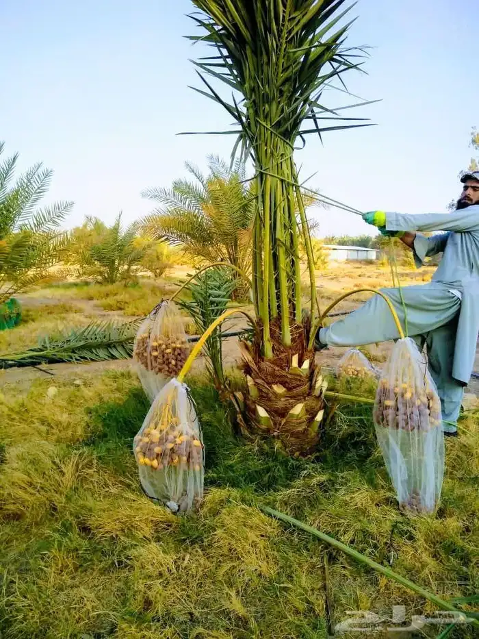 نخل مثمر نقايل جثايث اخلاص سكري برحي صقعي شيشي هلالي 8