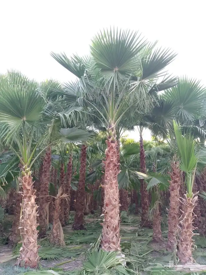 نخل واشنطني زينه 9