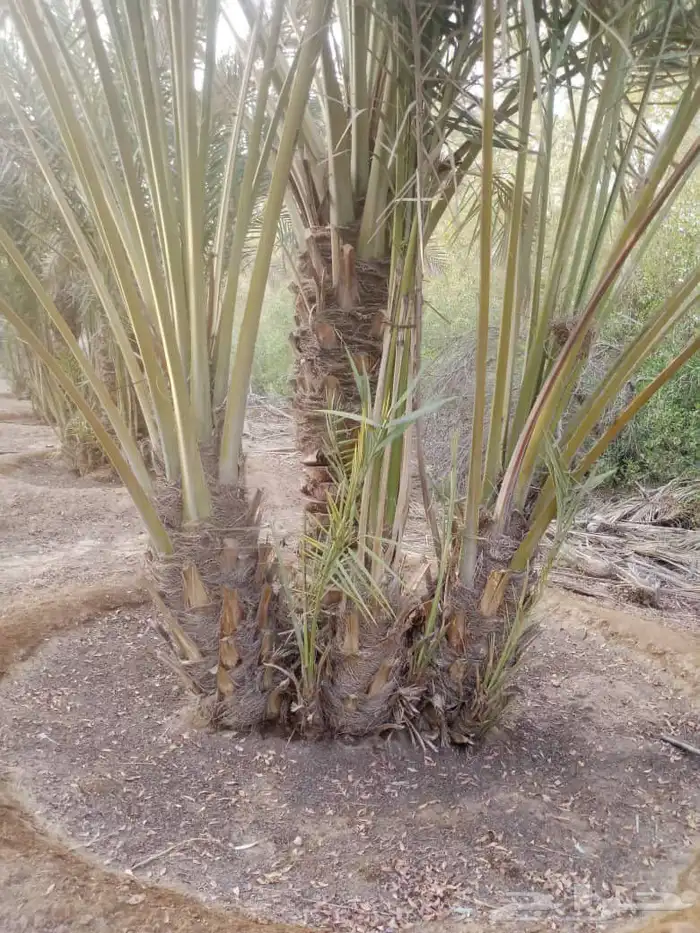 نخل نوايع نوادر 1