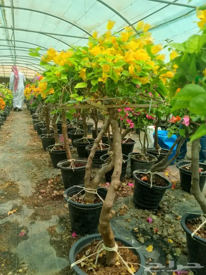 جهنمية أشجار شجر جهنمية نخل واشنطني نخيل عربي مثمر 5