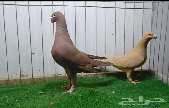 هومر 3