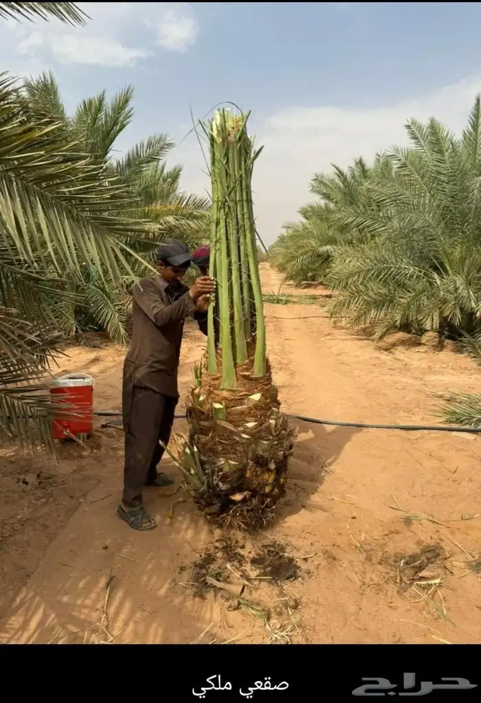 يوجد لدينا جميع انواع النخيل المثمره وجميع المقاسات المختلفة 5