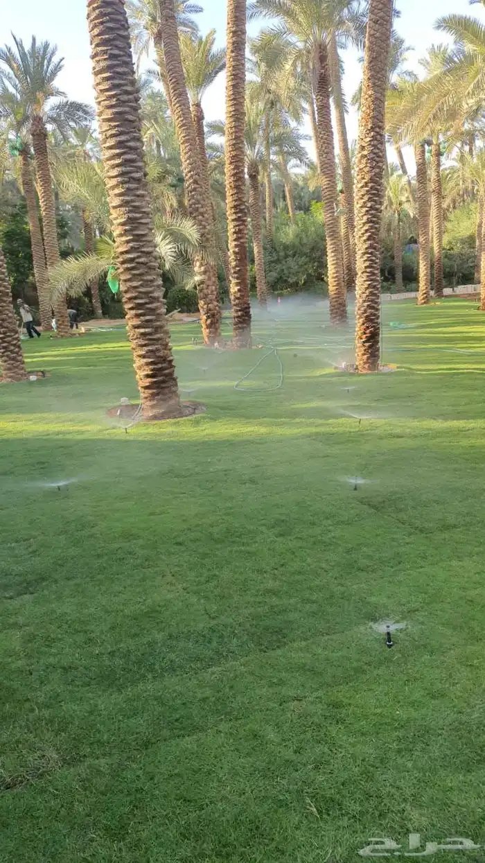 تيل طبيعى المجمعه تنسيق حدائق المجمعه 1