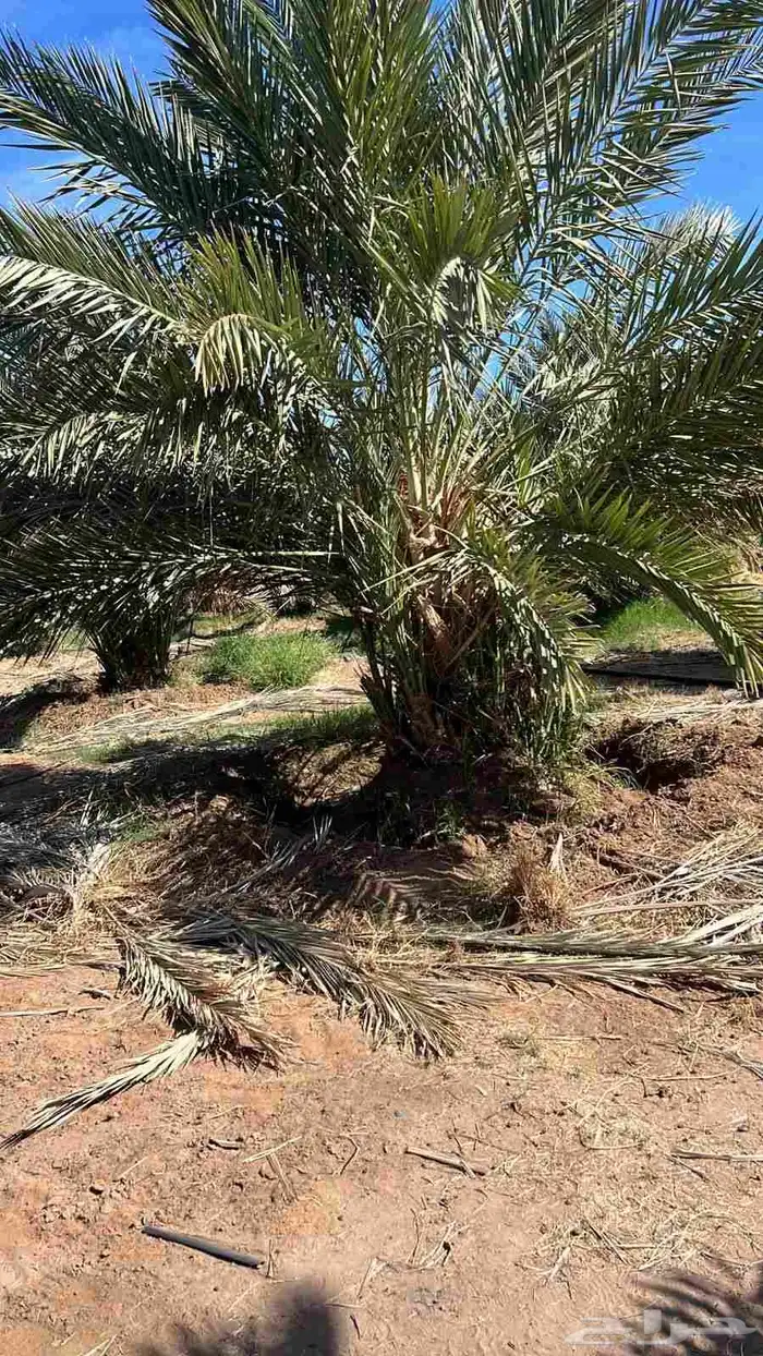 يوجد لدينا جميع انواع النخيل نقايل وجثائث وفروخ جميع انواع 2