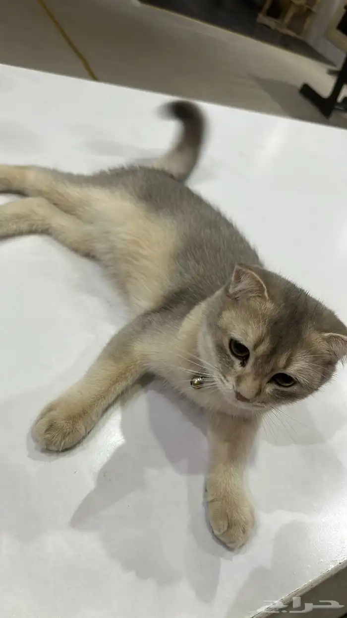 قطط سكوتش 2