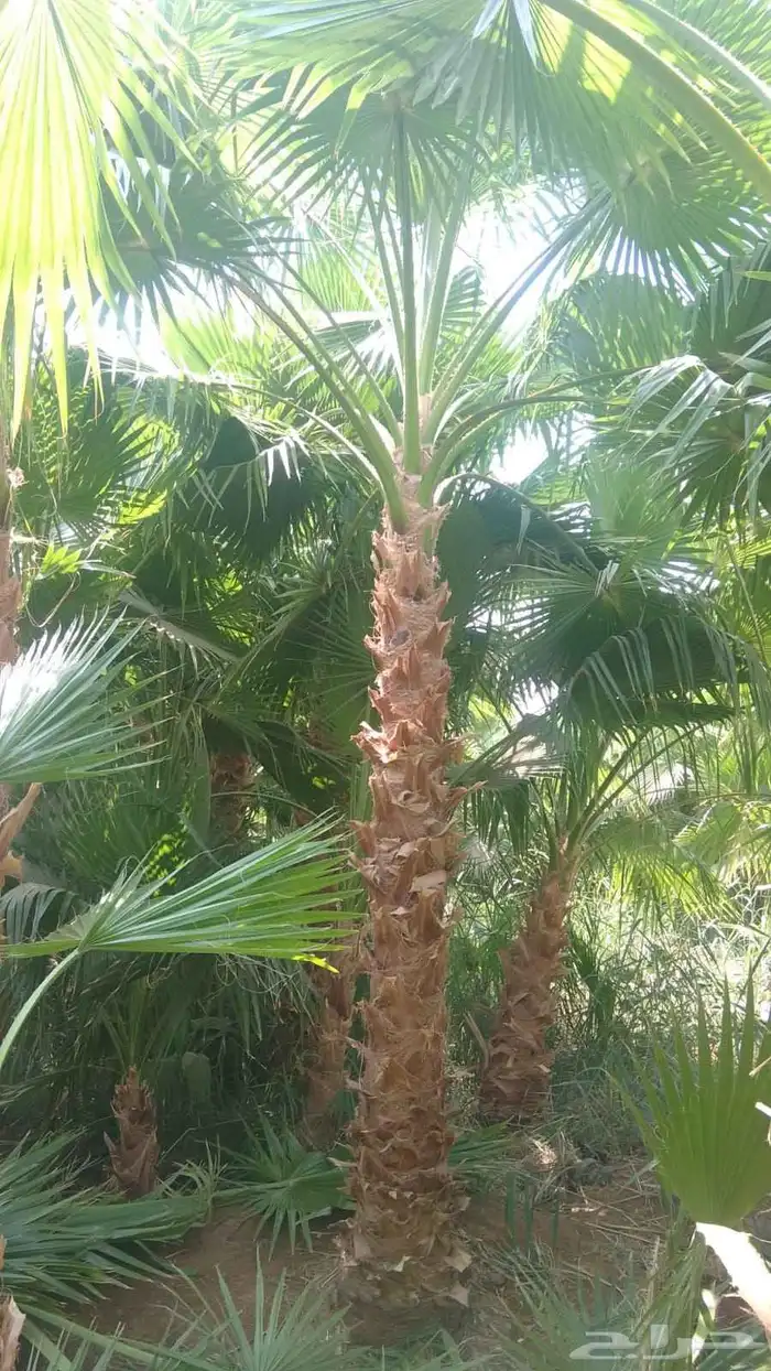 يوجد لدينا نخل واشنطني زينه امريكي بكل المقاسات وبسعار مناسب 0